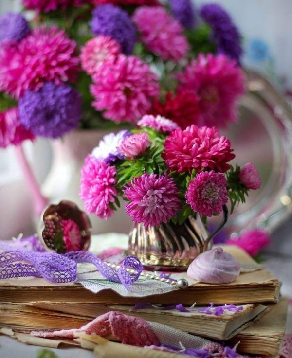 астра осенняя