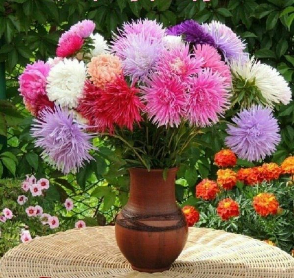 астра бьютифул дэй