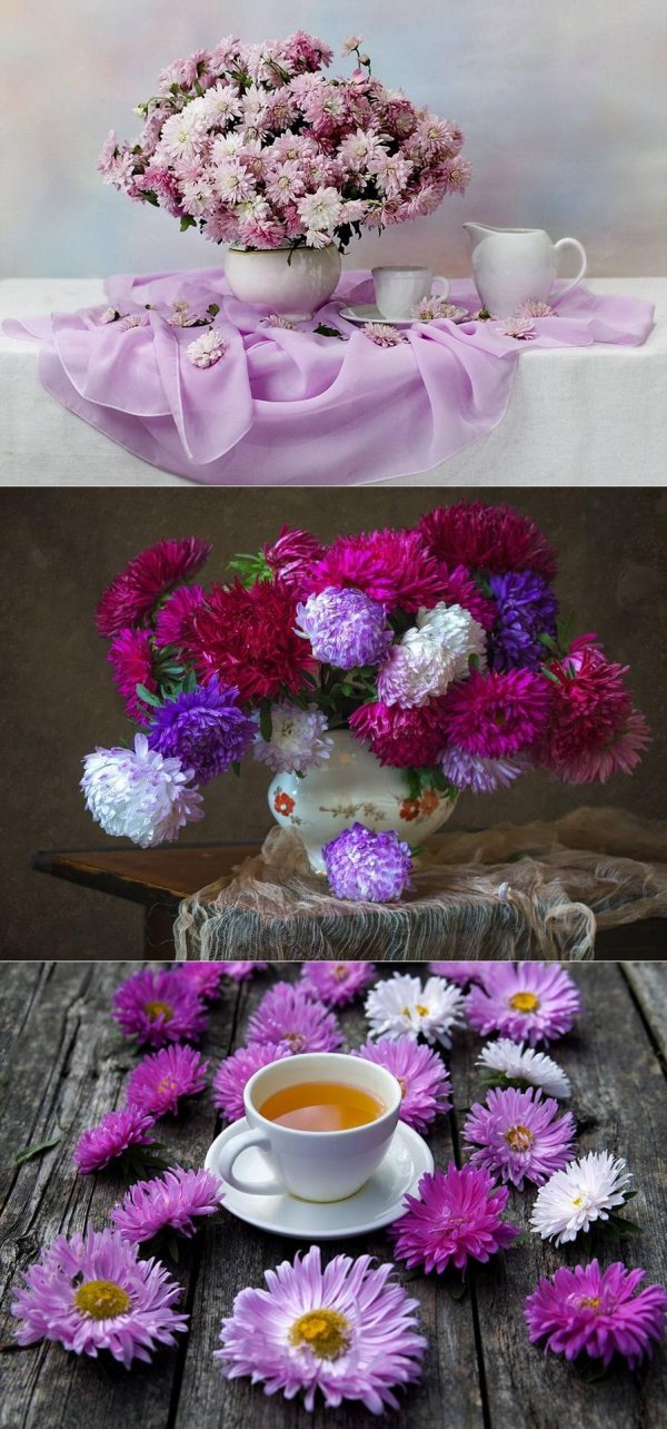 добрый день астры