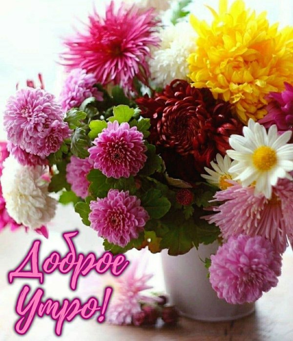 цветок хризантемы