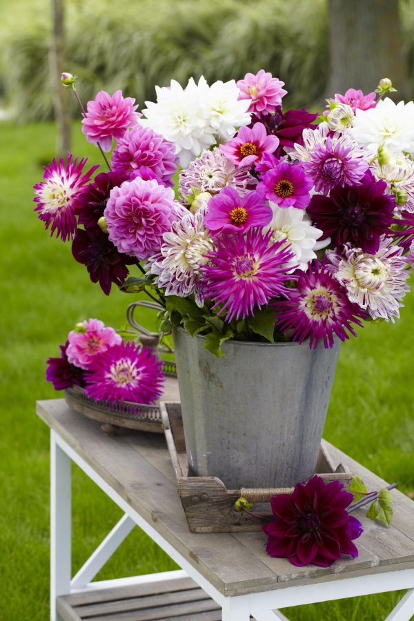 георгина букет