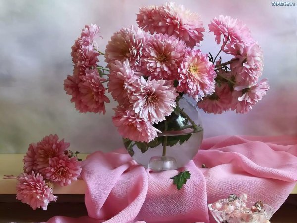 розовые хризантемы
