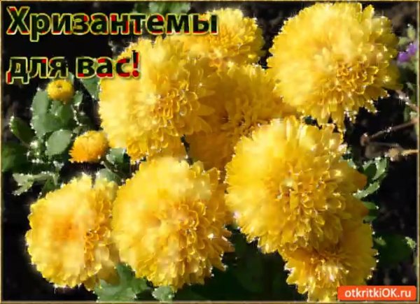 хризантема кинг еллоу