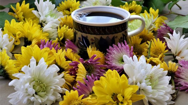 чайная хризантема