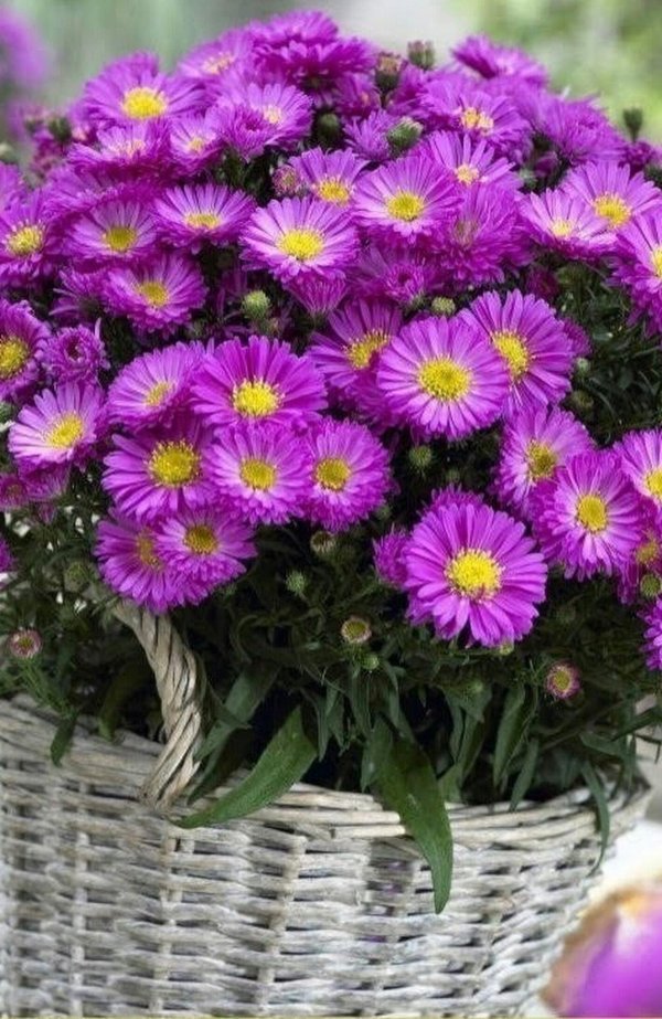 астра сентябринка