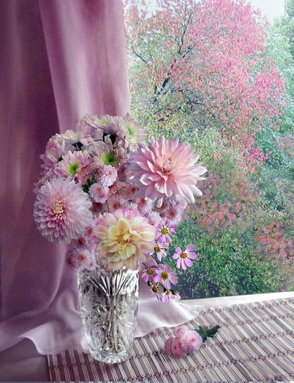 георгины далия