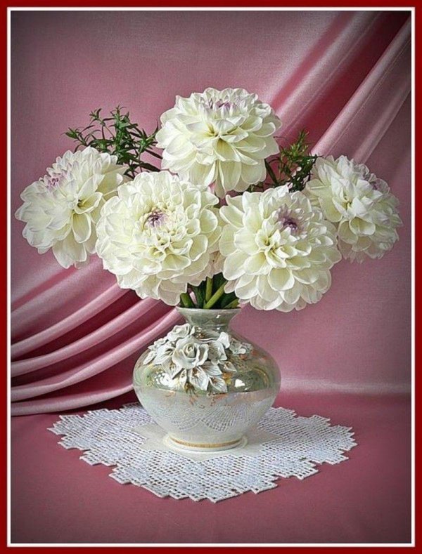 георгины фотонатюрморты