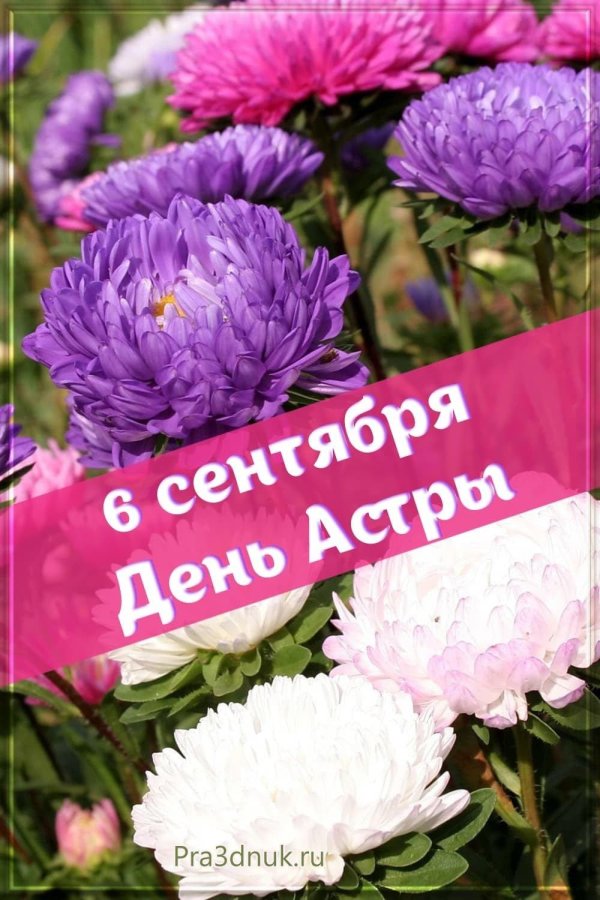 астра однолетняя