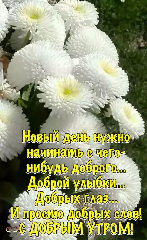 маргаритка белый шар