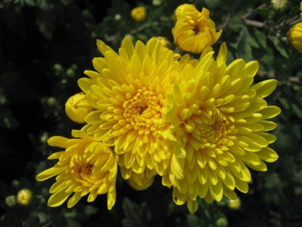 хризантема корейская дубок