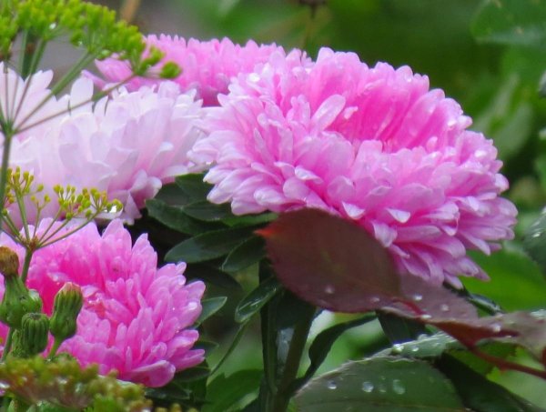 астра аурелия