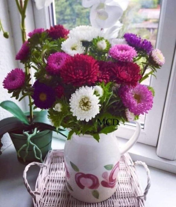 астра матсумото