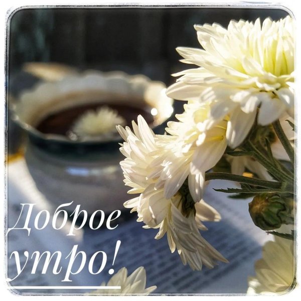 хризантемы доброе утро
