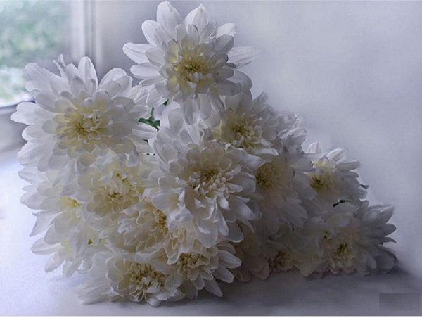 хризантема радость вайт