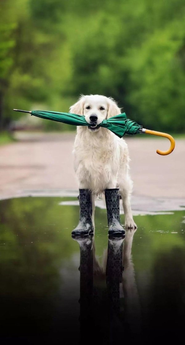 голден ретривер