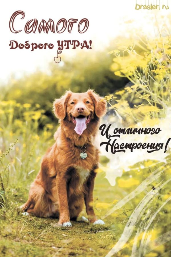 золотистого ретривера