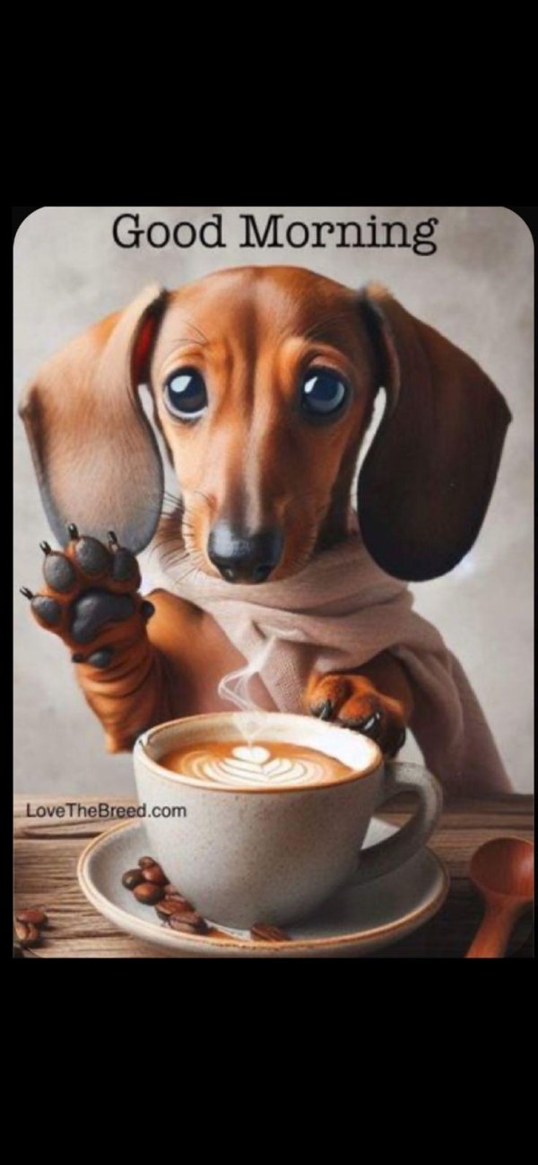 смешная такса