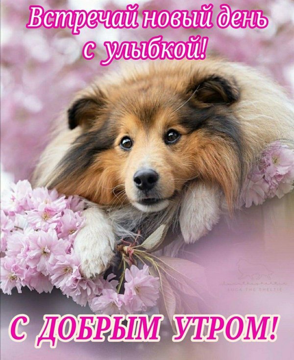 колли собака