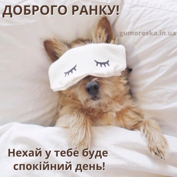 утро животные