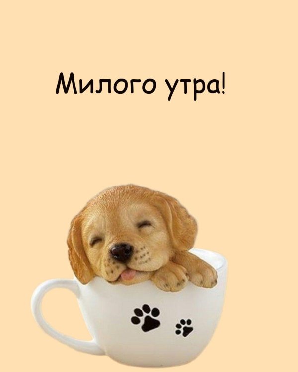 Доброе утро с собаками необычные