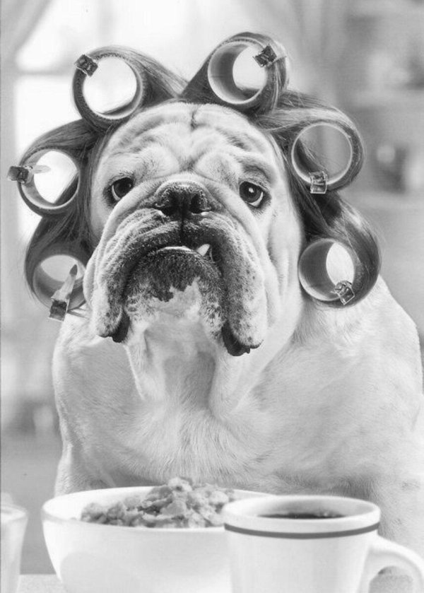 смешной бульдог