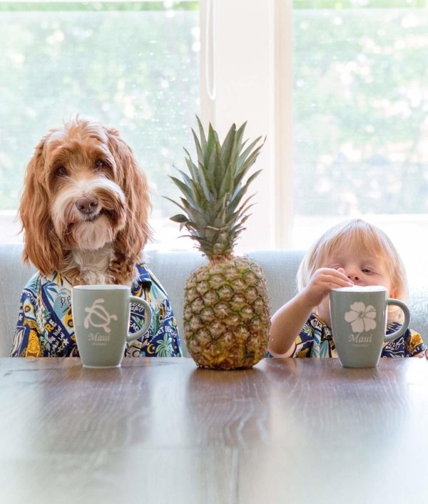 лабрадудль рейган