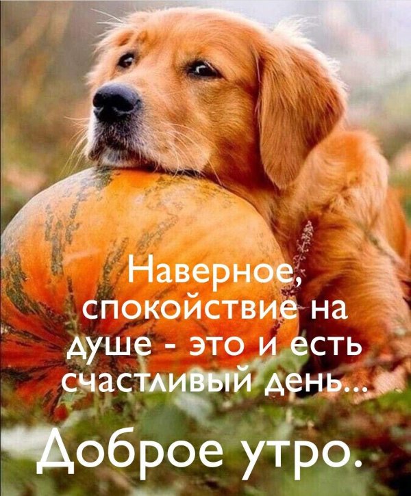 золотистый ретривер