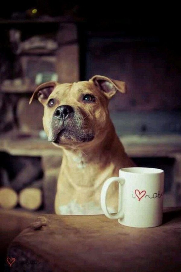 амстафф метис