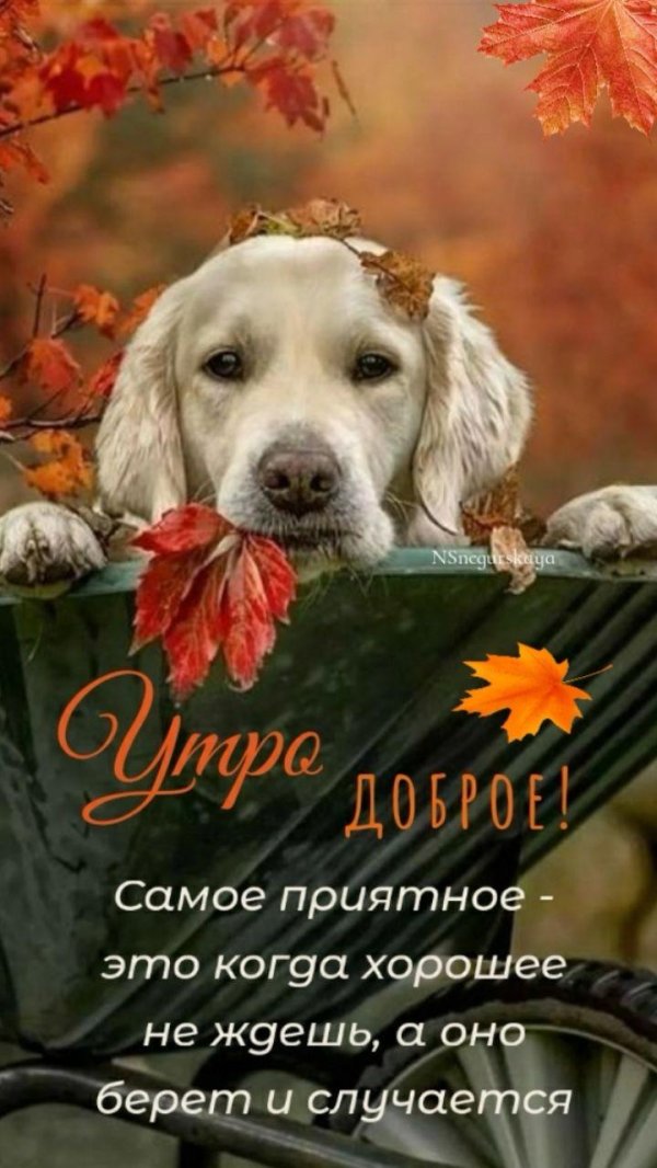 доброго осеннего утра субботы