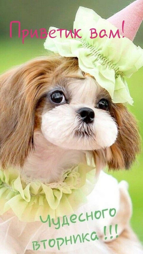 доброе утро с собачками