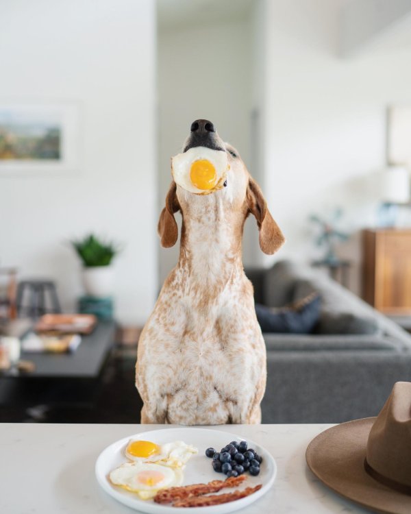 кунхаунд мэдди