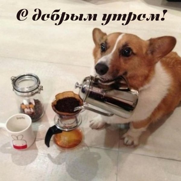 собака корги