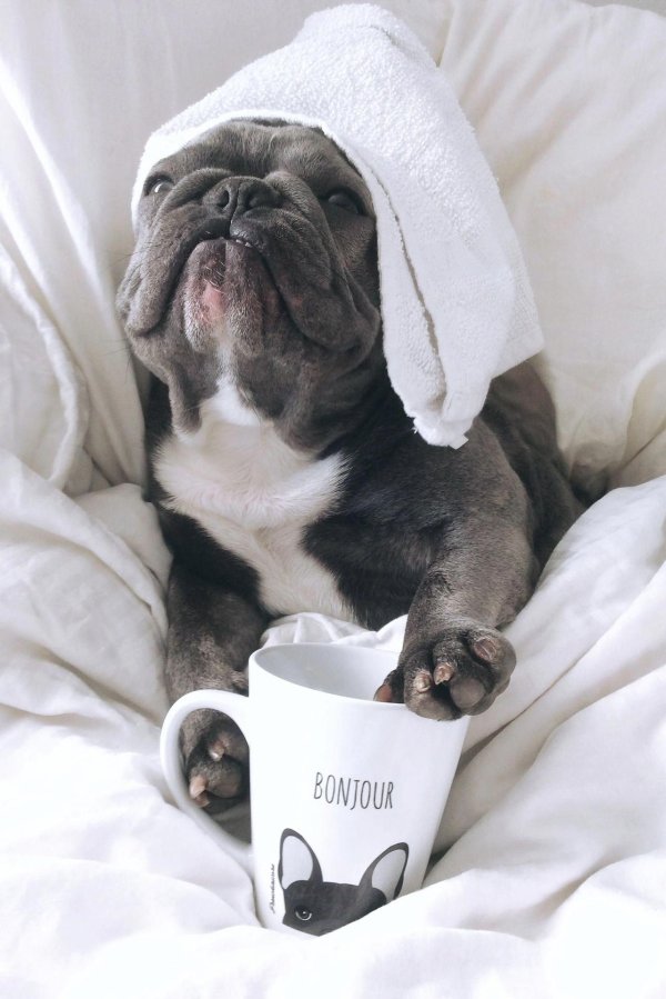 смешной французский бульдог