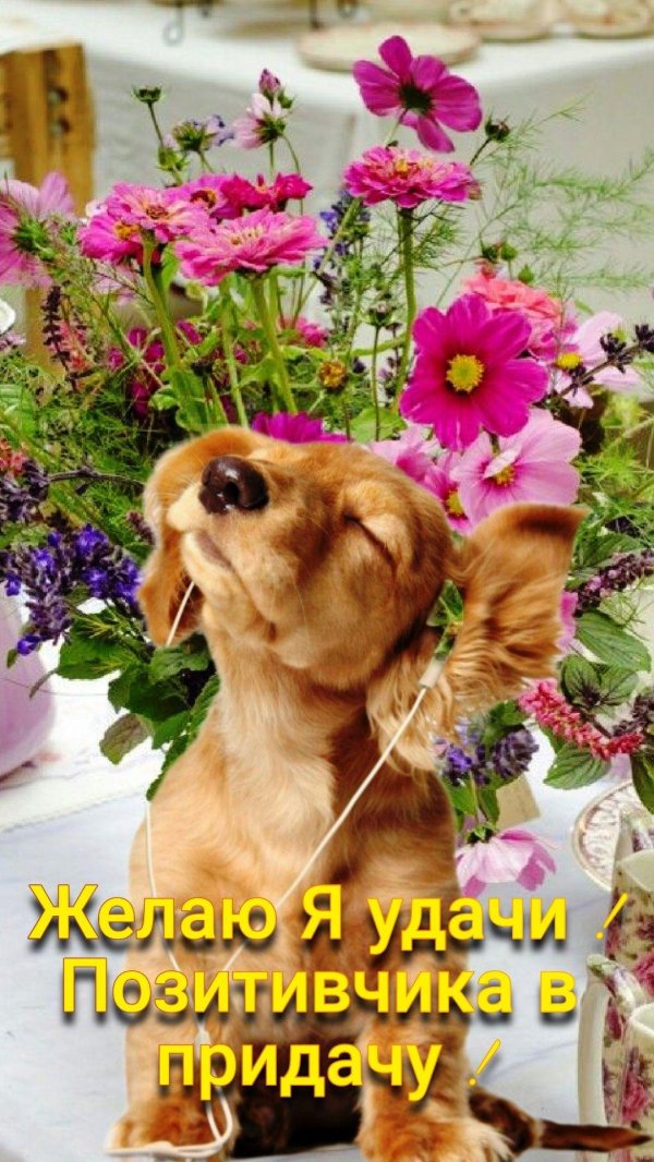 кокер спаниель и такса