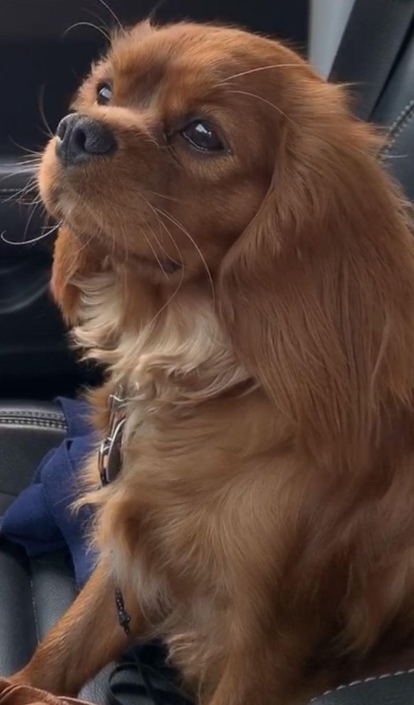 кинг чарльз спаниель