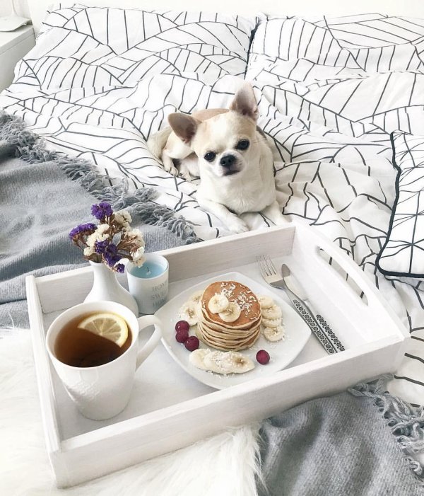 чихуахуа кобби