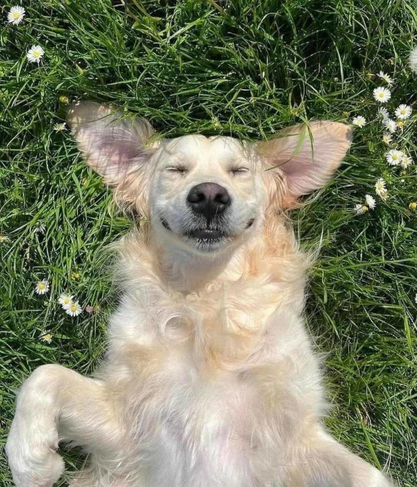 счастливый пес