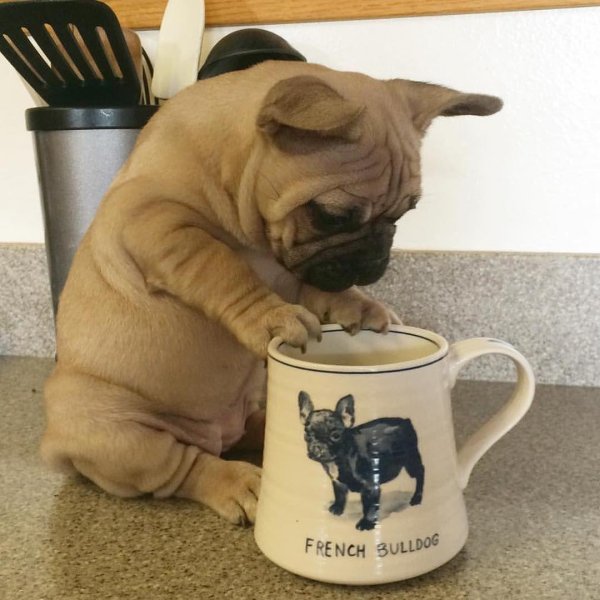 французский бульдог