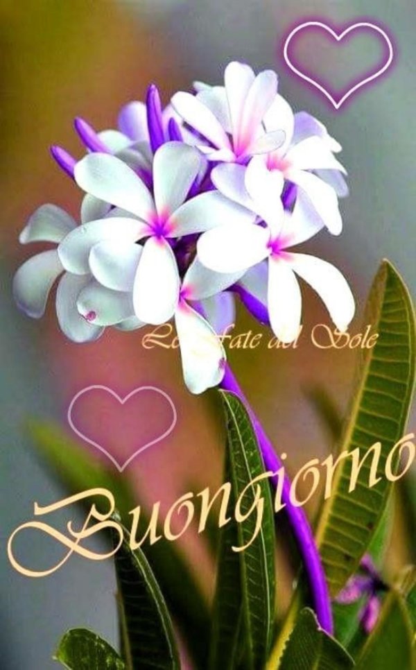 жасмин плюмерия