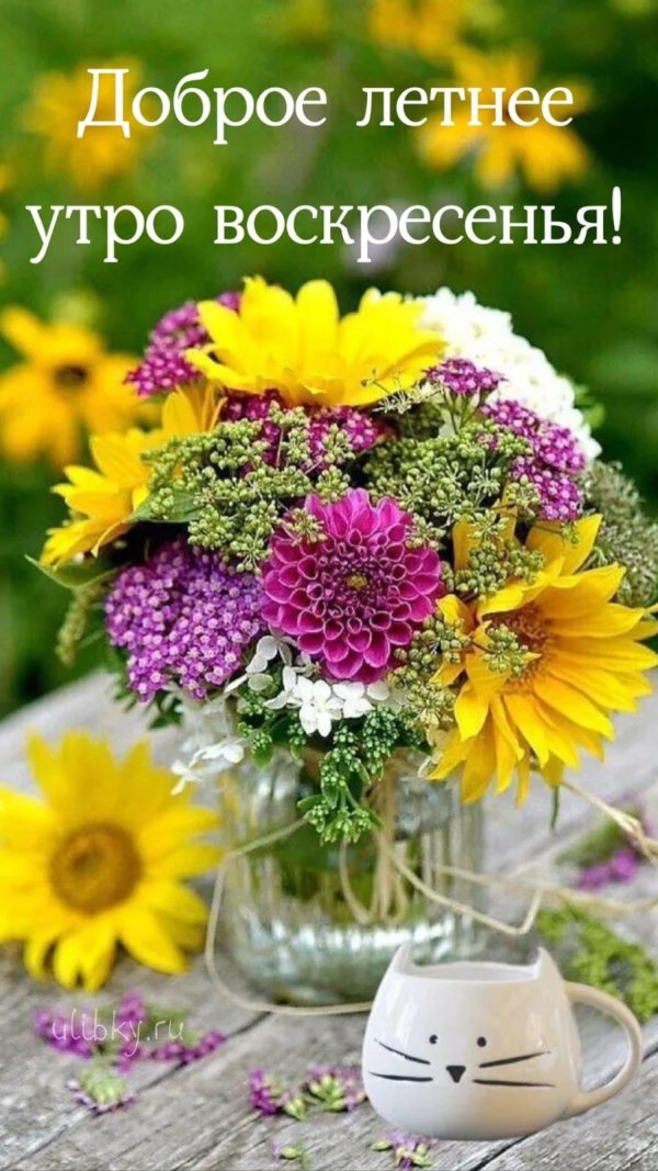 летнее утро доброе