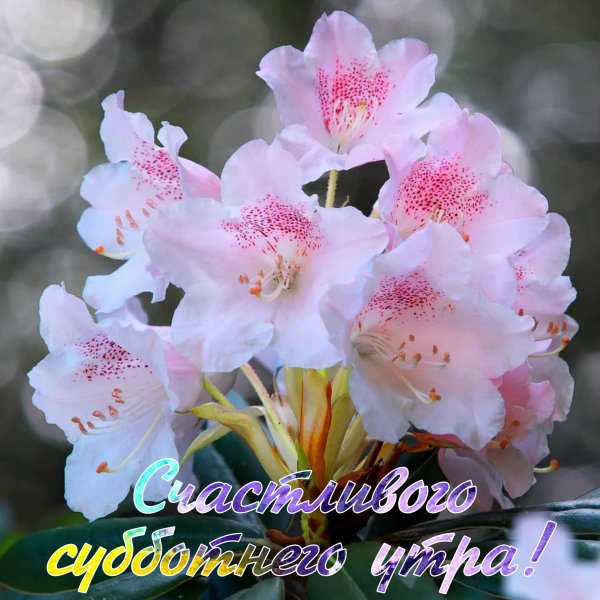 хорошего субботнего дня открытки