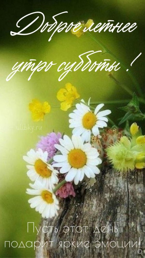летнее утро доброе
