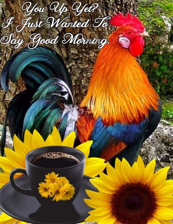 петух красивый