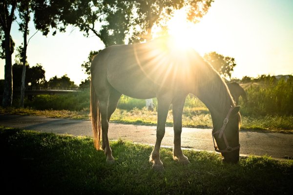 лошади на природе
