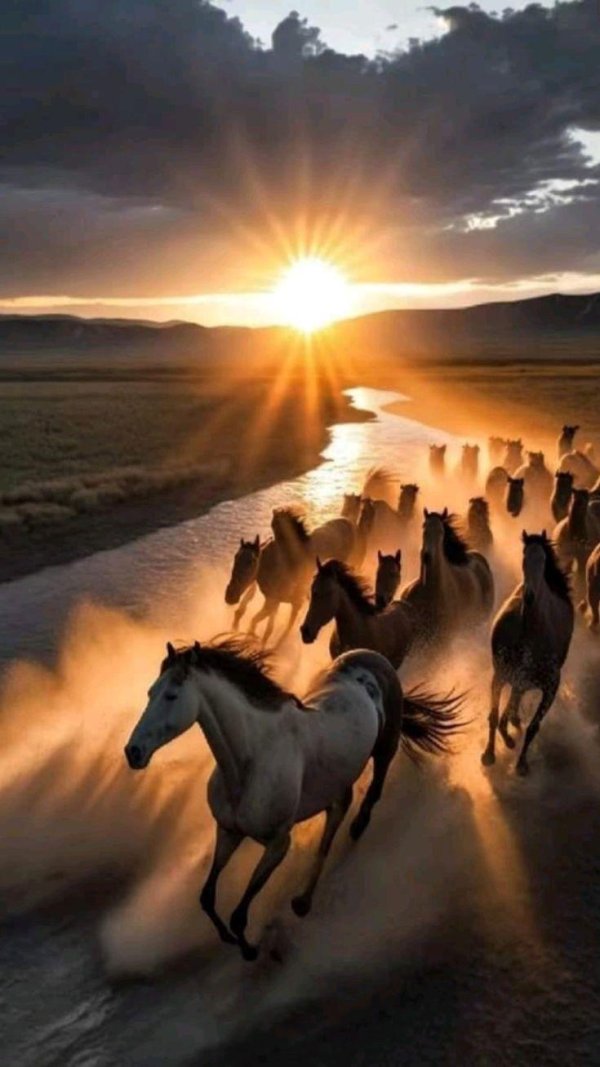 табун лошадей
