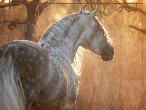 андалузская порода лошадей