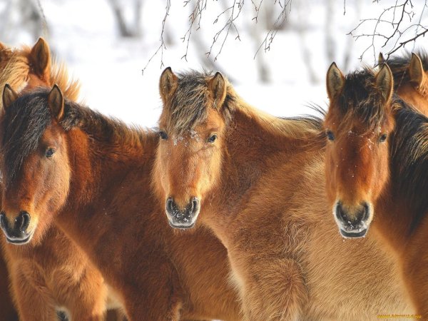 башкирская порода лошадей табуны