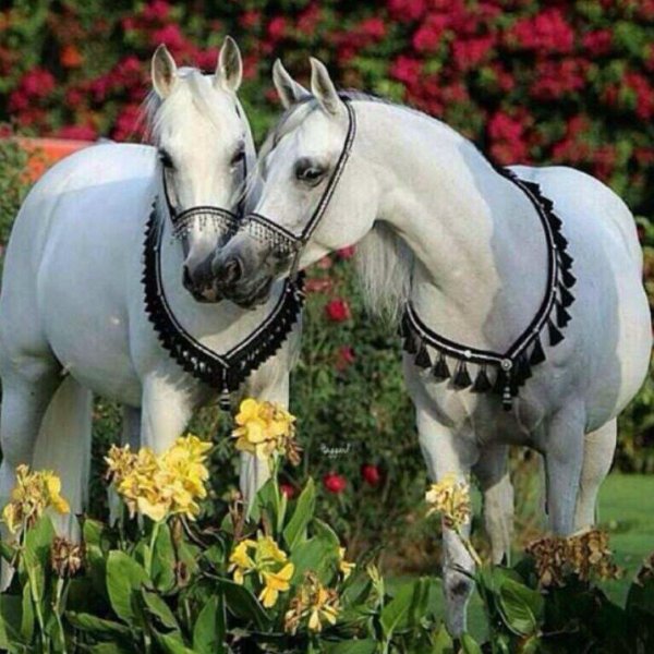 конь арабский скакун