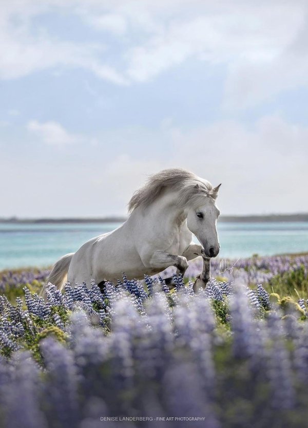 a white horse