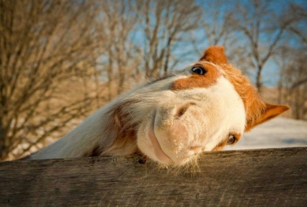 утро животные